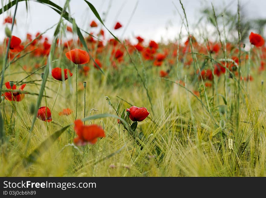 Poppy Field