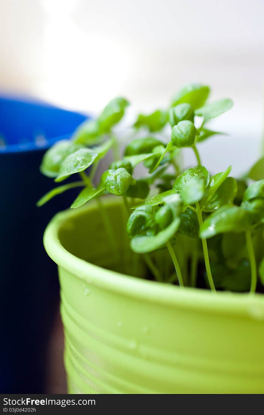 Basil plant