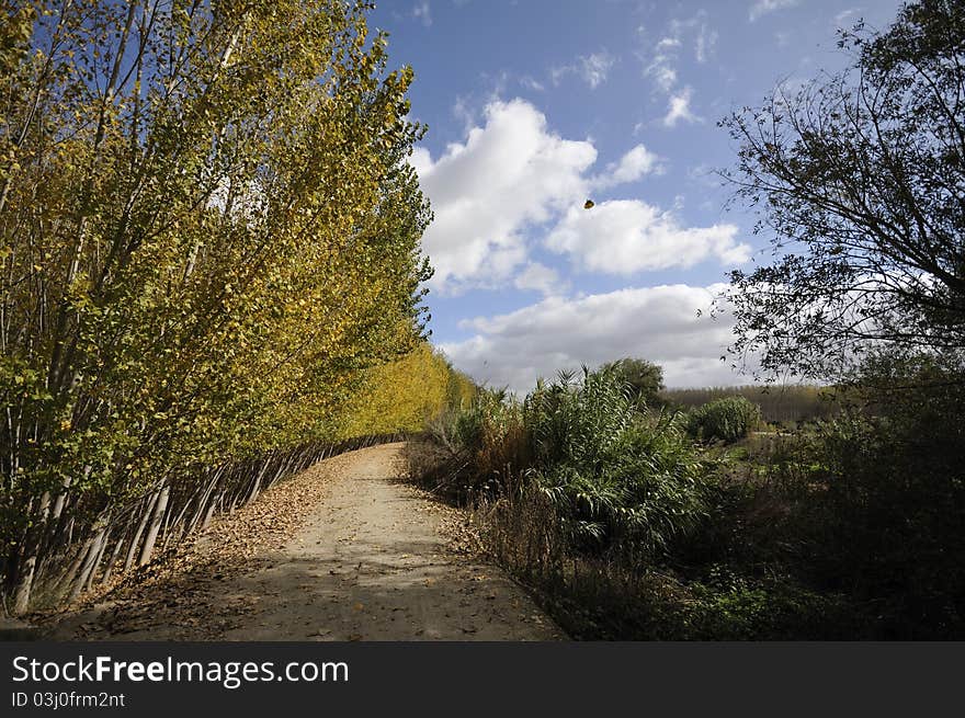 A path between trees in a poplar forest. A path between trees in a poplar forest