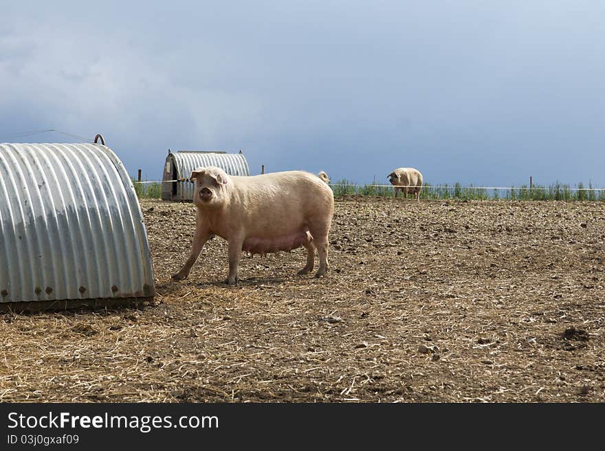 Female pig on the open farm field. Female pig on the open farm field