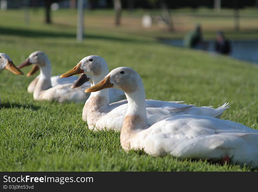 Ducks Resting