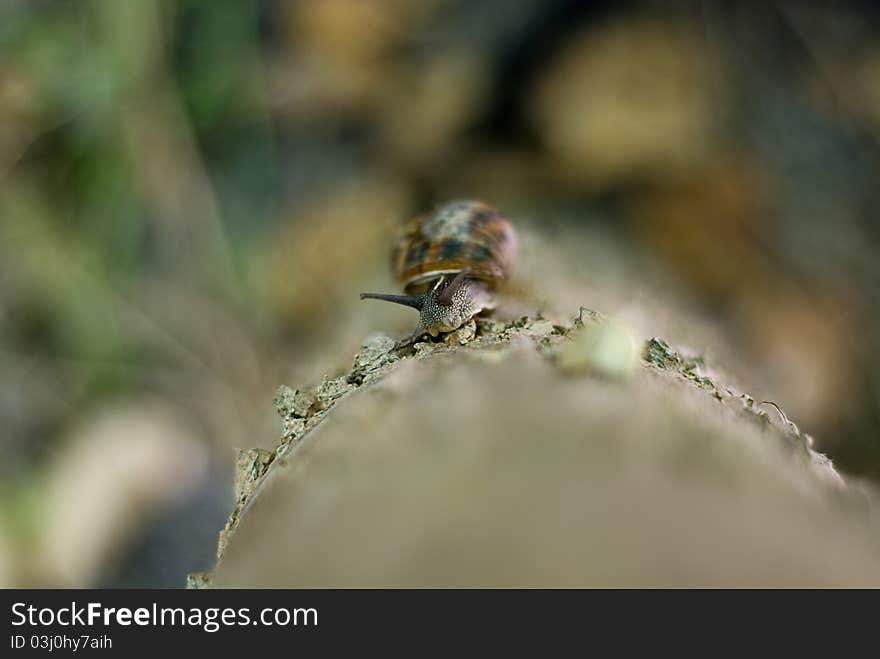 The snail climbing a tree