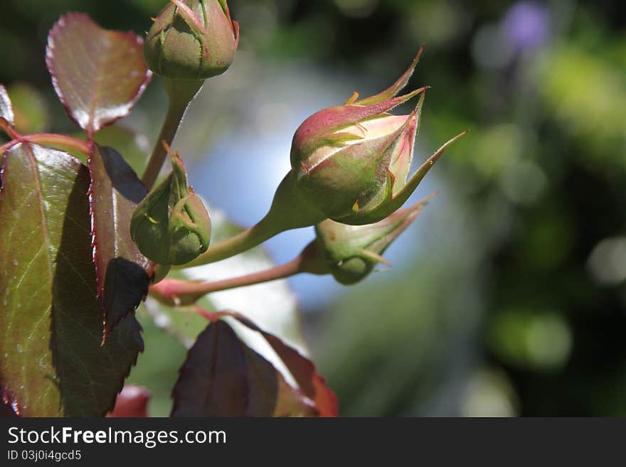 Budding Rose