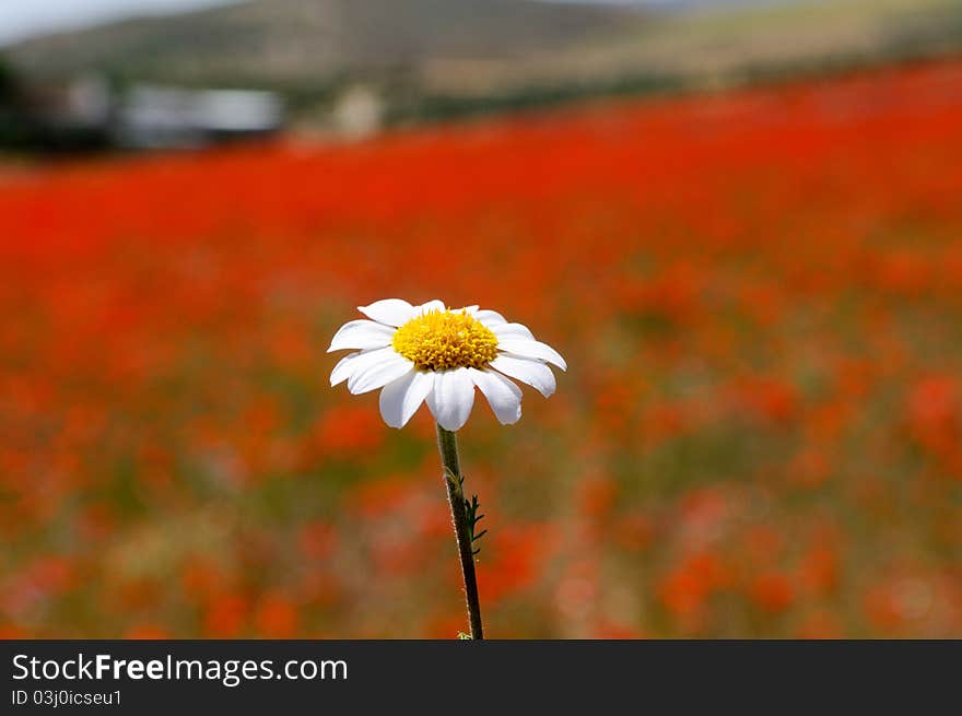 Daisy in poppy Field