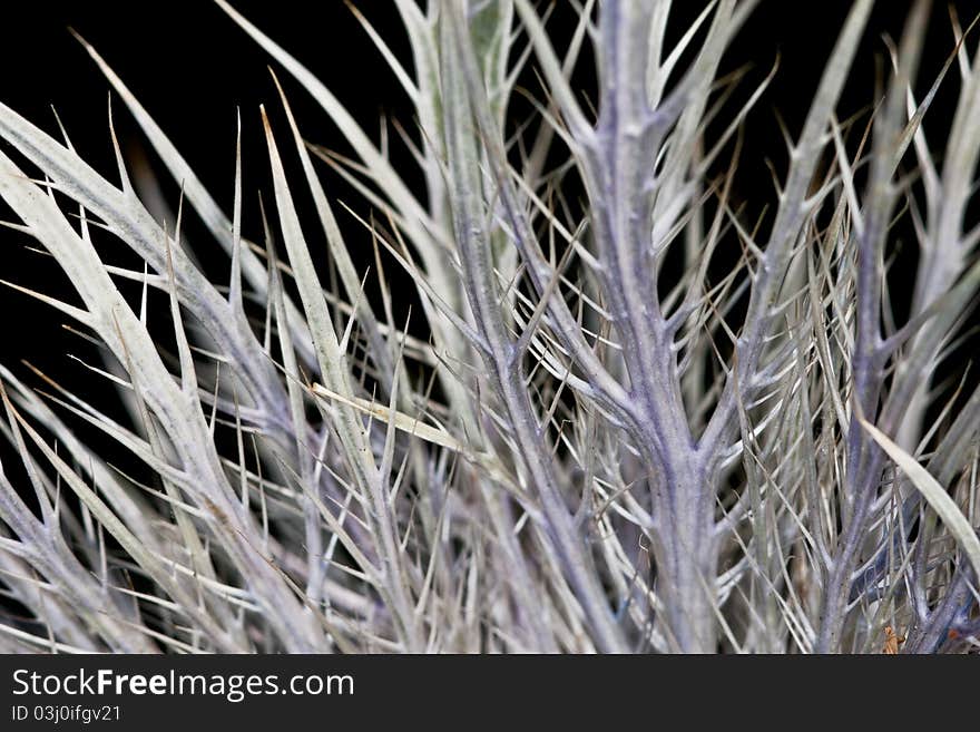 A thorny plant, reaching up out of the darkenss. A thorny plant, reaching up out of the darkenss