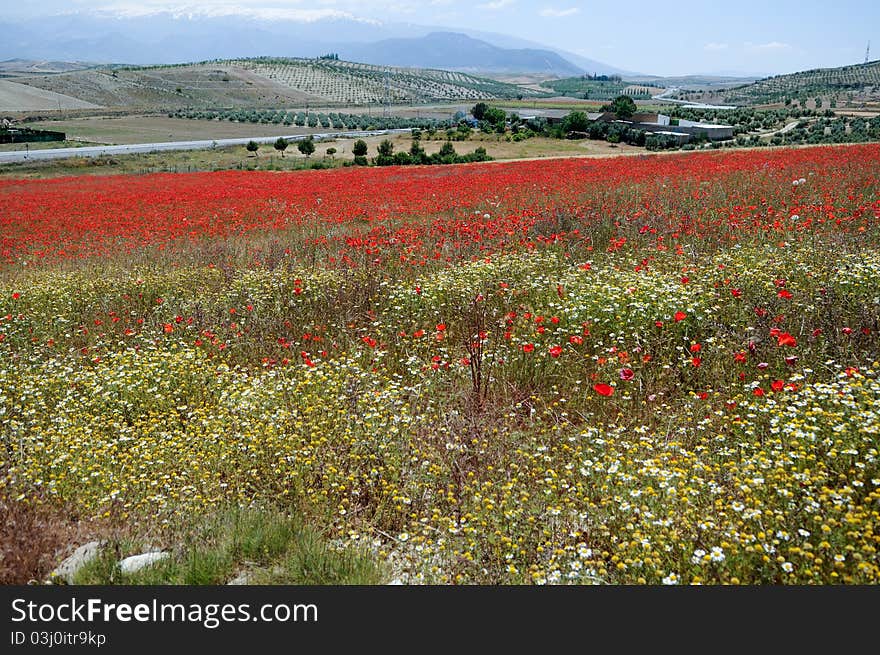 Poppy Field