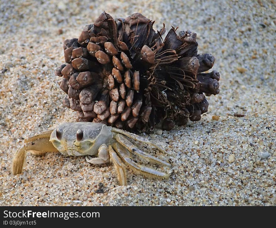 A picture of a sand or ghost crab who had been trying to hide behind a pine cone on the beach. A picture of a sand or ghost crab who had been trying to hide behind a pine cone on the beach