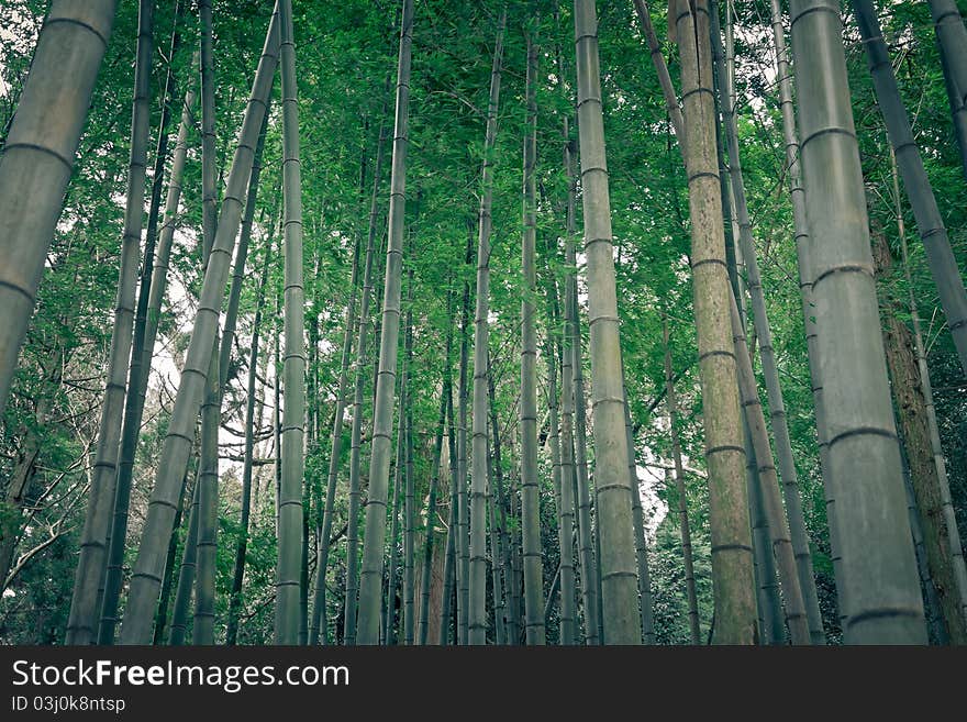 Bamboo Forest In Rural Japan