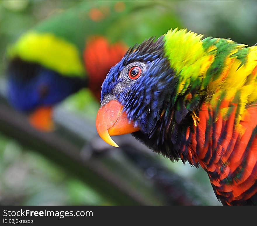 Colorful lorikeet with head tilted sideways, with defocused second lorikeet in background. Colorful lorikeet with head tilted sideways, with defocused second lorikeet in background