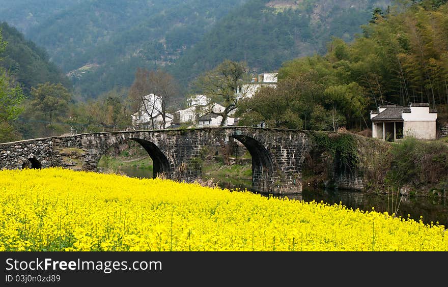 Chinese landscape -- ancient bridge and oilseed reap flowers