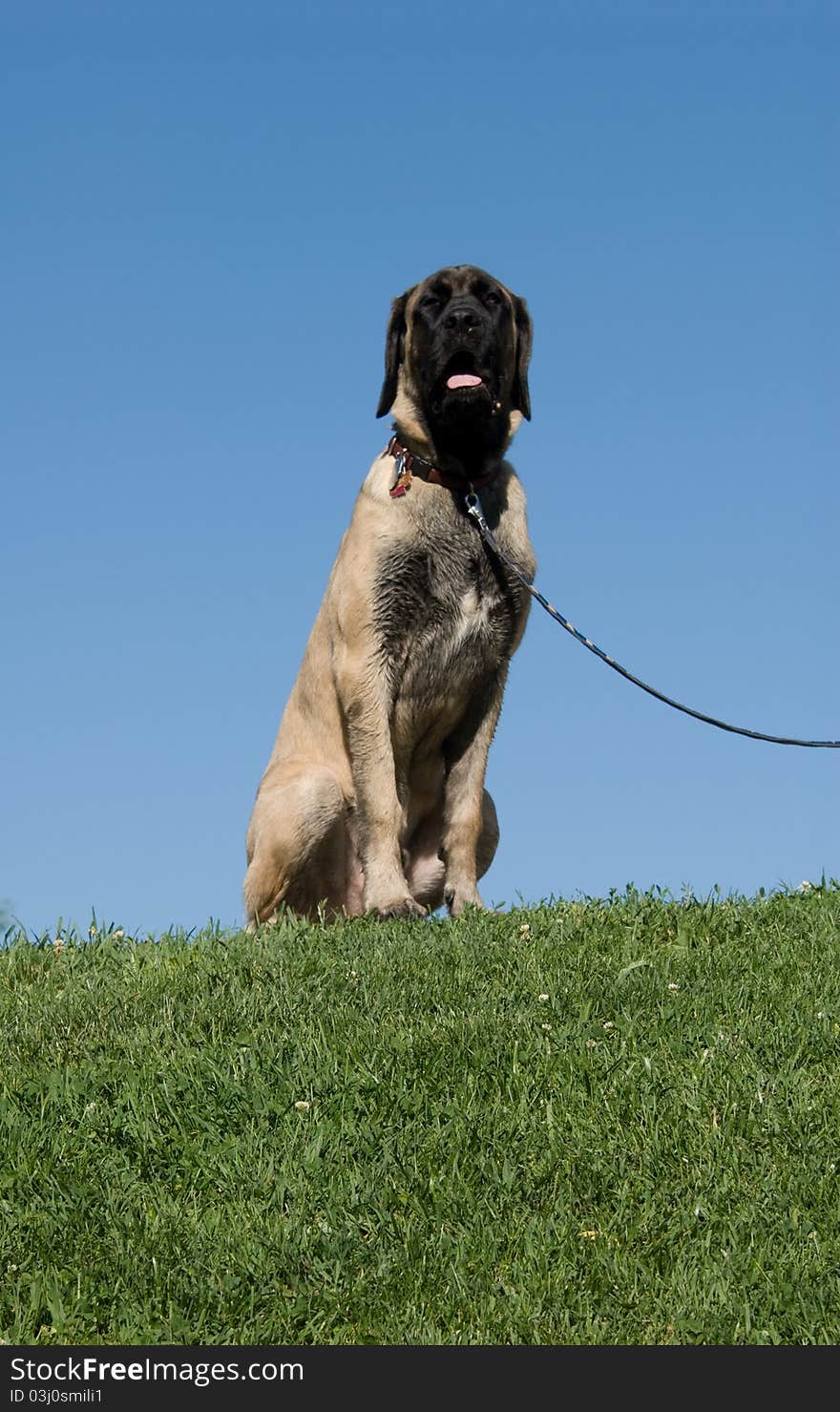 American Mastiff puppy dog against blue sky .