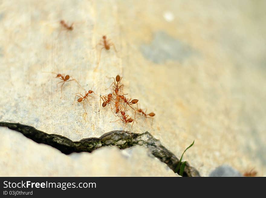 Image of Weaver Ants (Ocoephylla smaradgina) on concrete