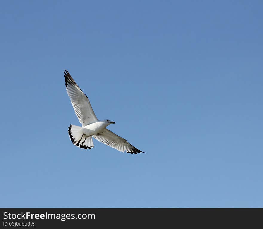 Seagull