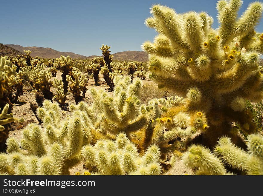 Cactus Garden