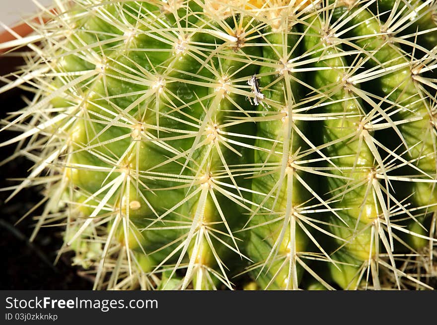 A close up look at the top of a cactus plant. A close up look at the top of a cactus plant.