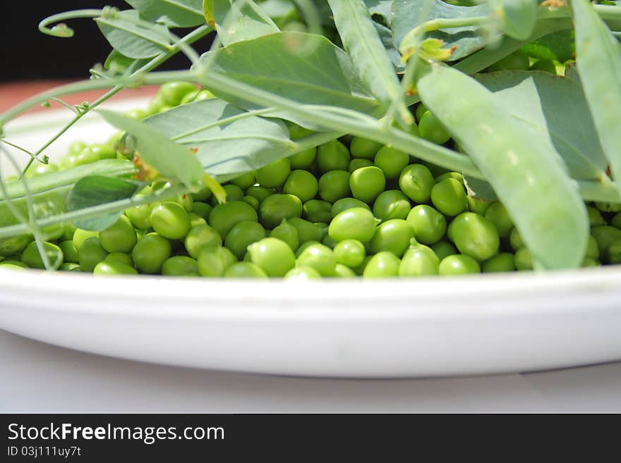 Green peas with plant on a plate