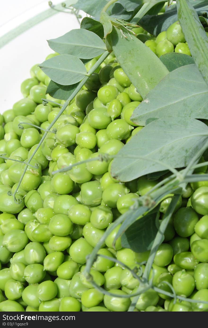 Green peas with plant and with water spraied on