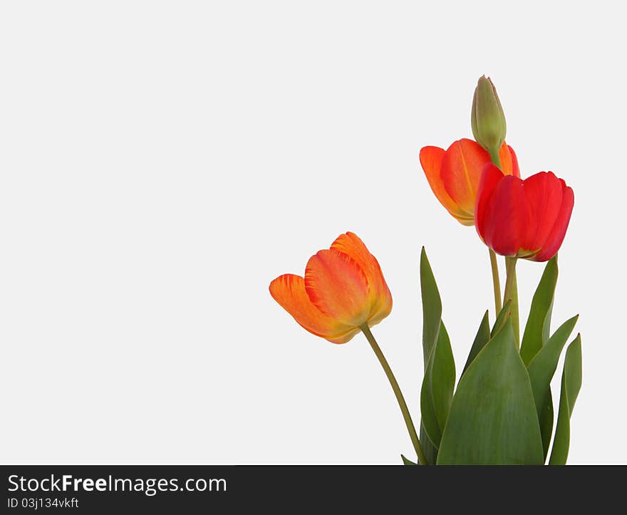 Tulips on white background