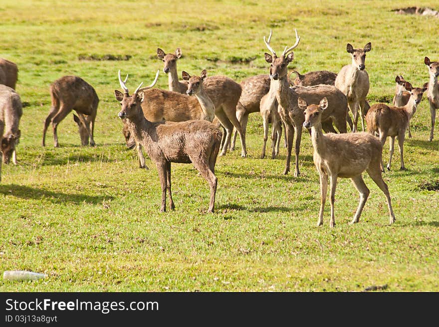 Deers in farm