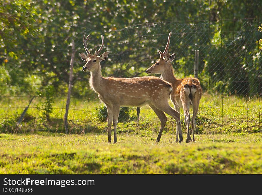 Deers family in farm with sunshine day. Deers family in farm with sunshine day