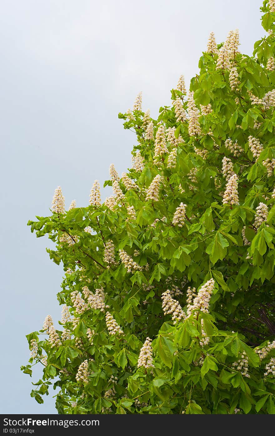 Flowers of white chestnut tree on sky