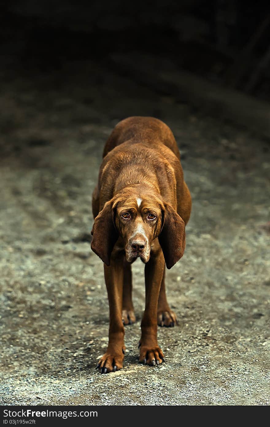 Sad stray dog posing on the street. Sad stray dog posing on the street.