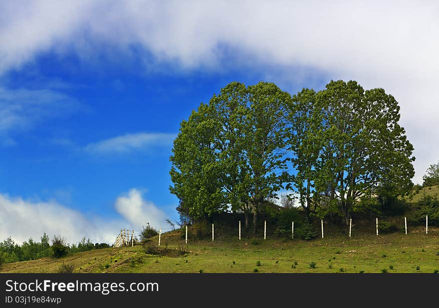 Rural landscape with lush green fields.