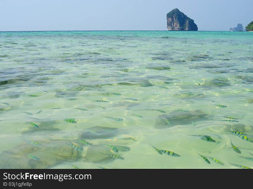 Fishes swimming in the sea