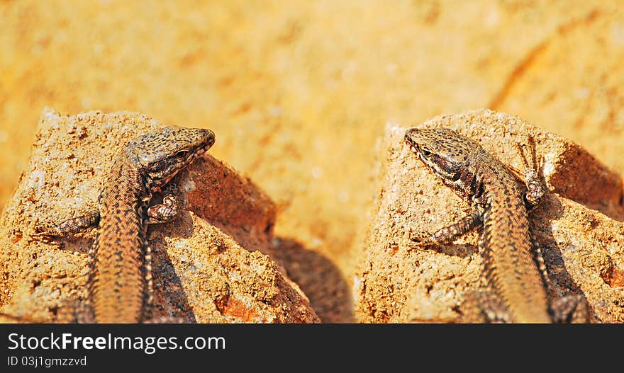 Brown small lizard in mirror