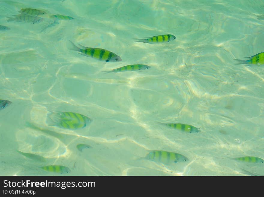 Fishes swimming in the sea