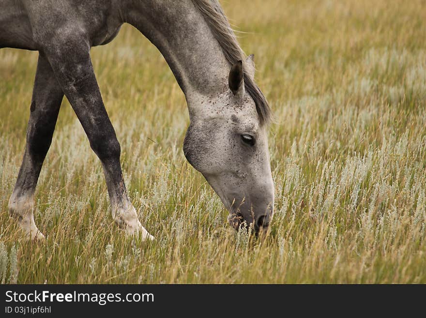 Horse Grazing