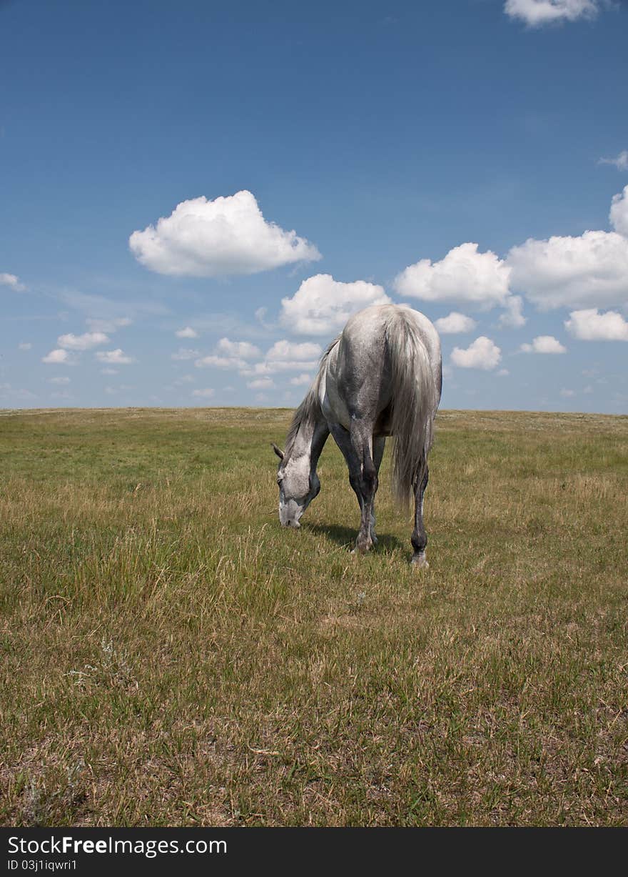 Back view of horse in field with clouds