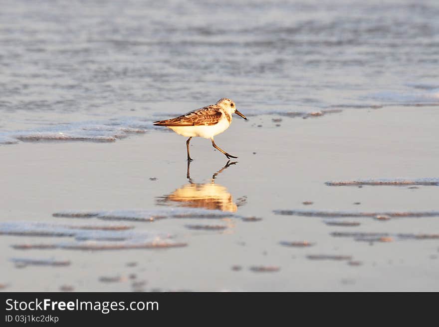 A Sandpiper