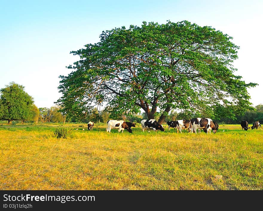 Cows Feeding On Grass