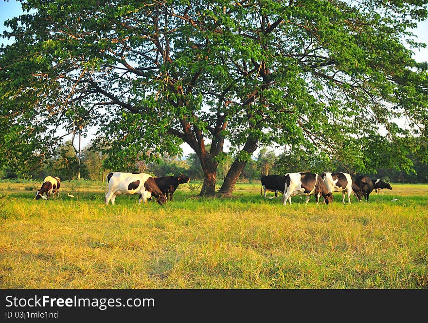 Herd of cows feeding on grass