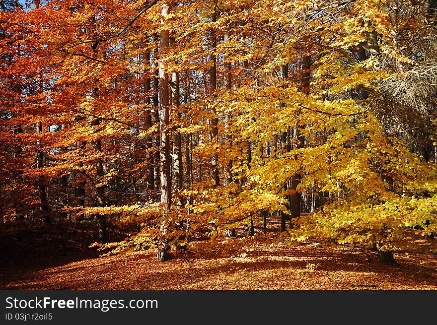 Autumny forest in detail view. Autumny forest in detail view.