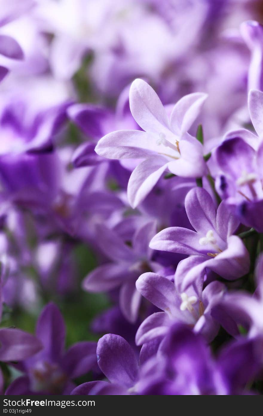 Close-Up of violet colored Campanula Bellflowers