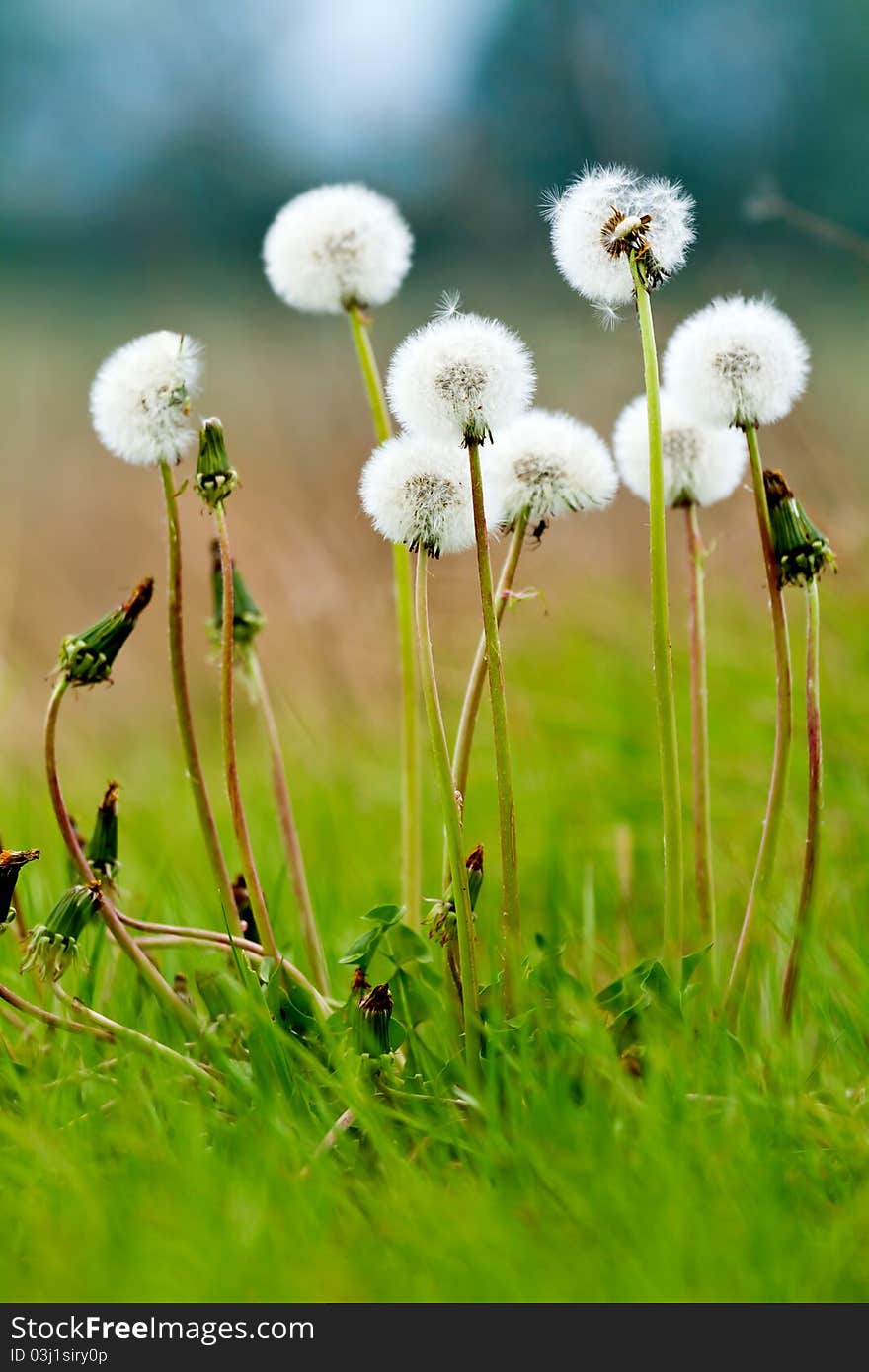 Field of dandelions close up