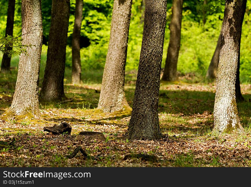 Green forest with oak trees