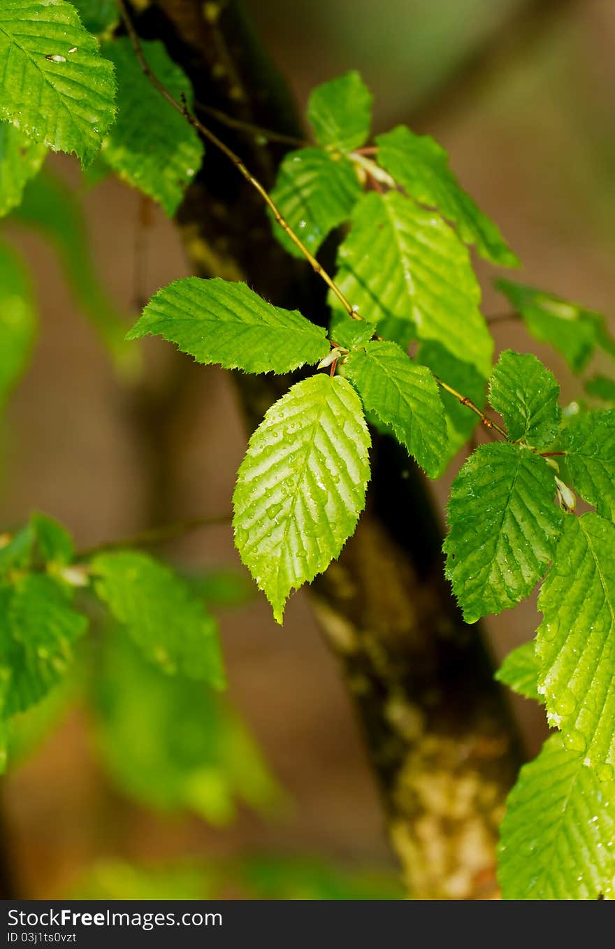 Beautiful forest detail, with hornbeam leaves