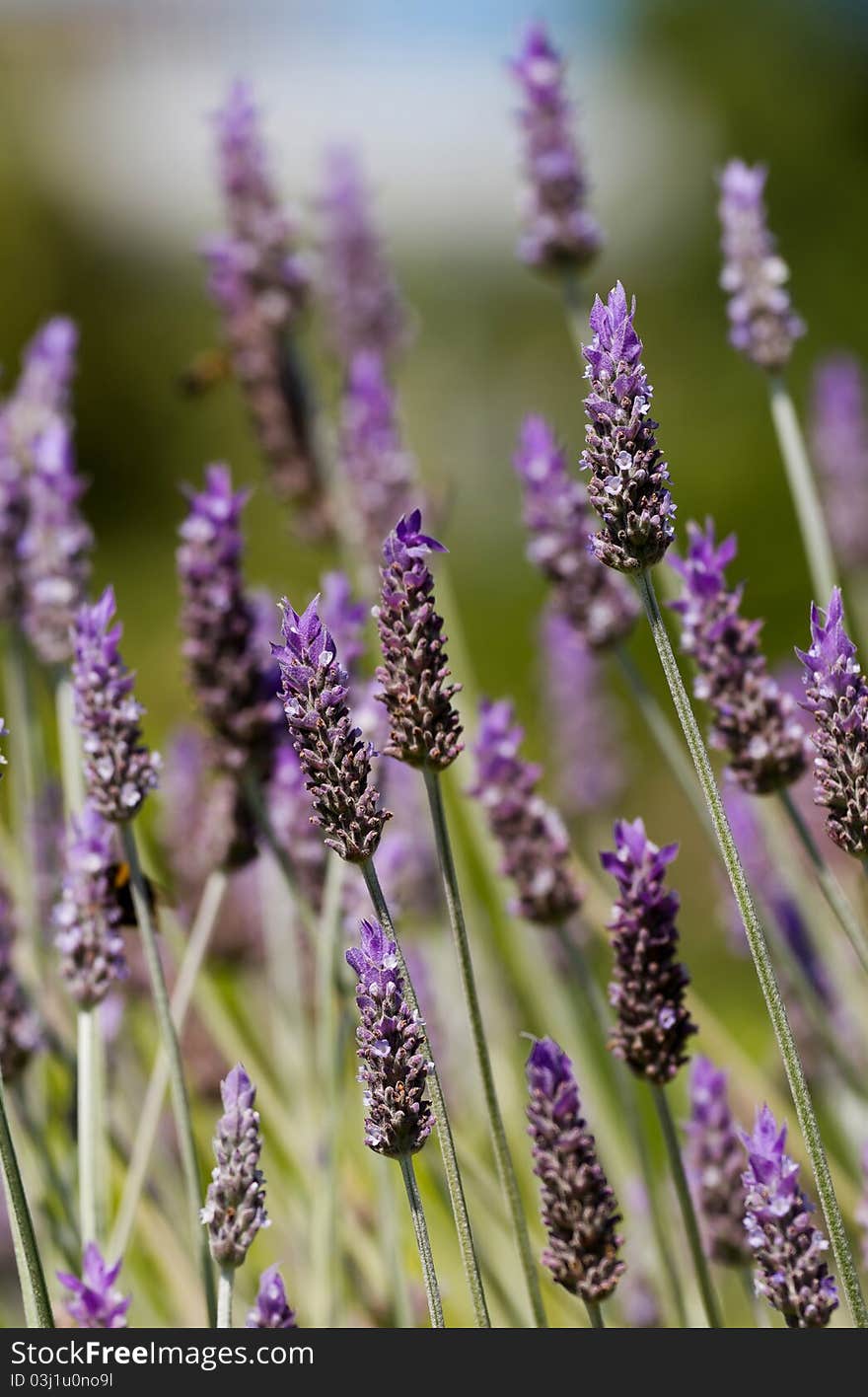 Closeup of beautiful lavender flowers