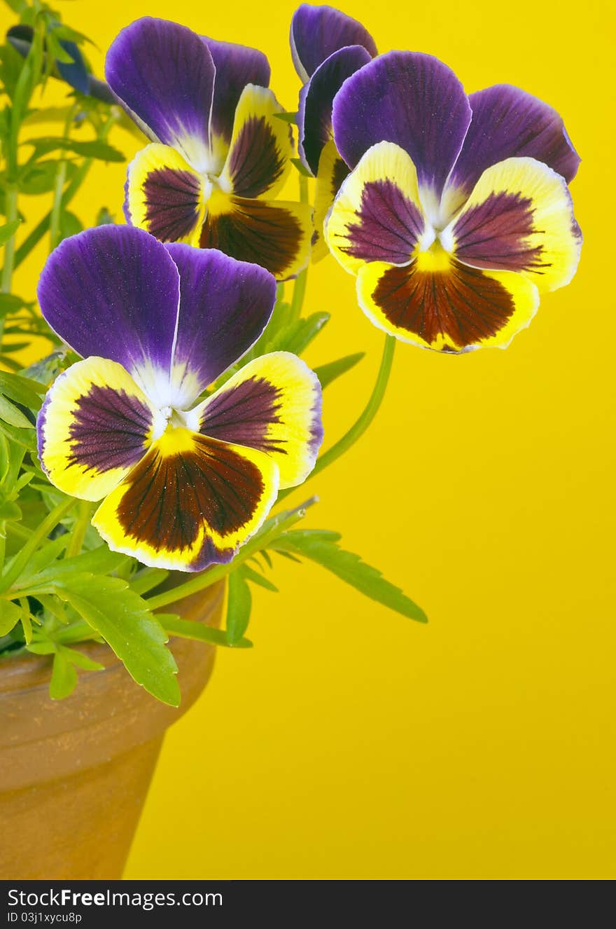 Purple Pansies in a Clay Pot