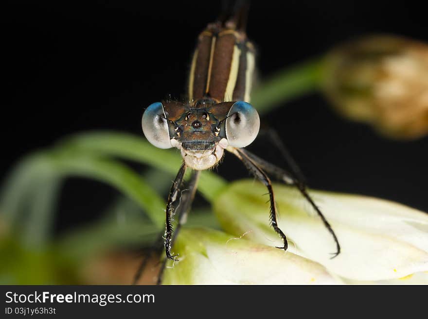 Damselfly resting on a flower. Damselfly resting on a flower