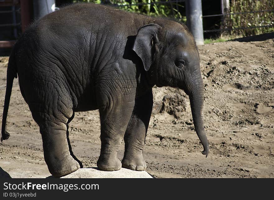 Picture of Baby Elephant taken at the Melbourne Zoo