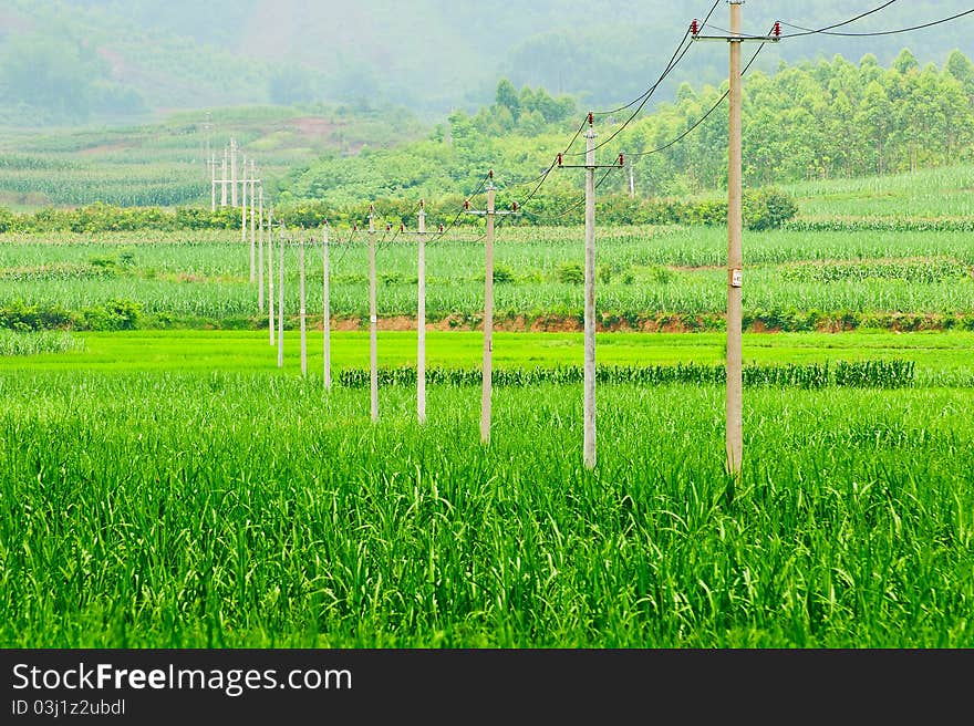 Pole  in  field