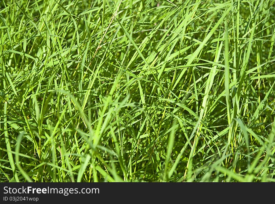 Green grass on the lawn, good for background