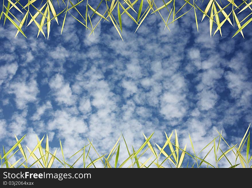 Bamboo leaves with sky background