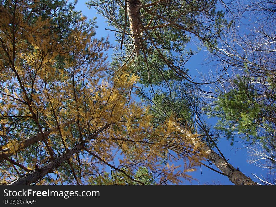 Forest in Autumn