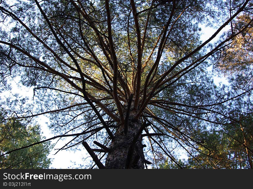 Tree in Autumn