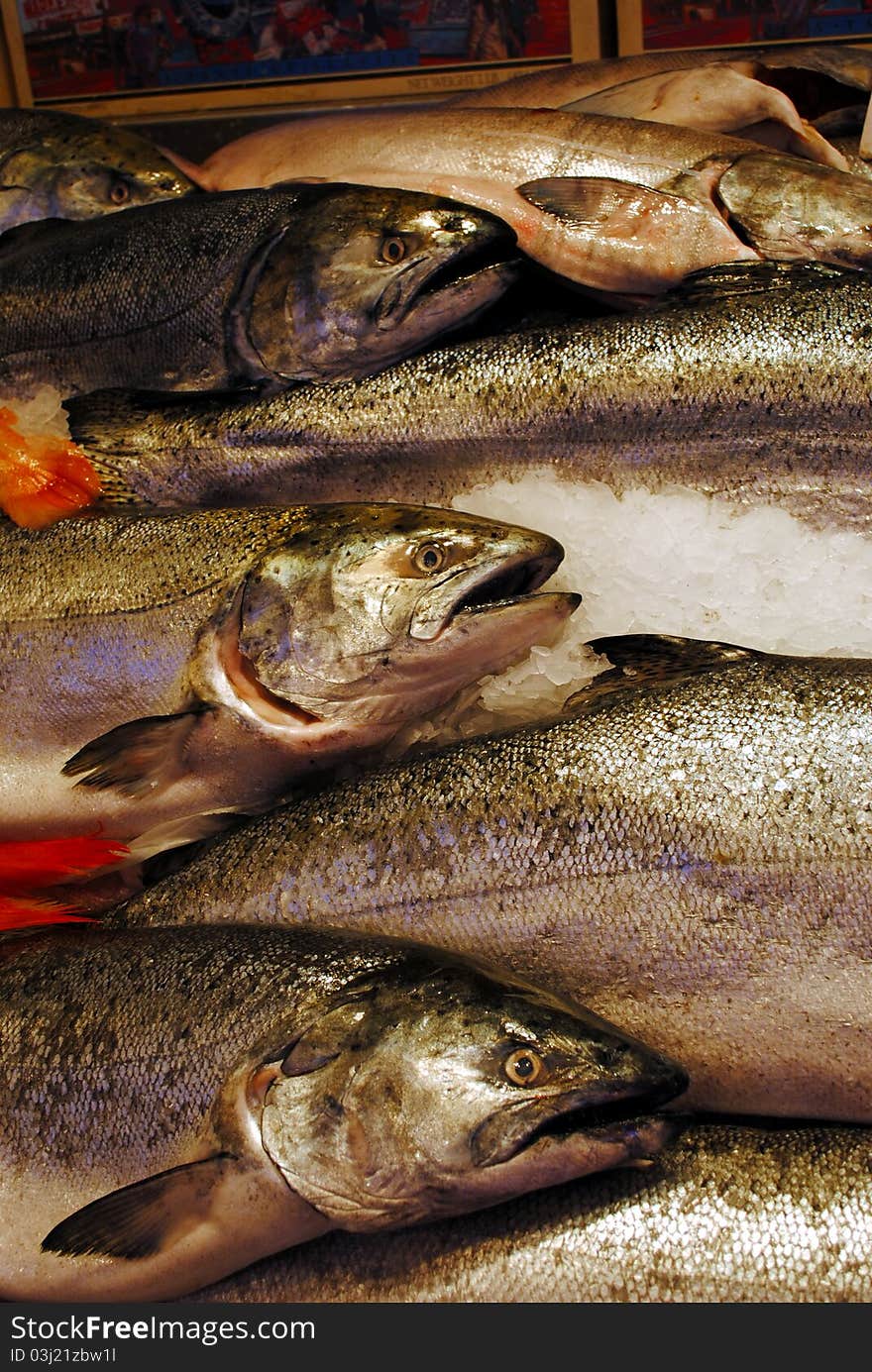 Salmon For Sale